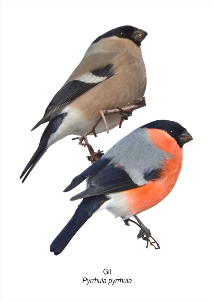 Obraz dekoracyjny A4 Gil na płytce PCV