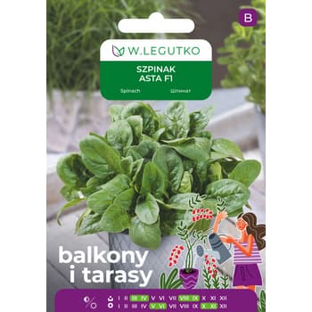 Szpinak Asta F1 Legutko do uprawy wiosennej i jesiennej 3