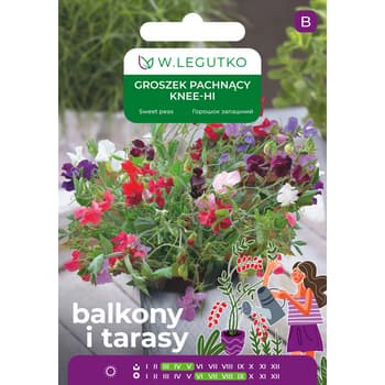 Groszek Pachnący Knee-Hi - Mieszanka Wielobarwnych Kwiatów 2
