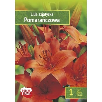 Lilia azjatycka pomarańczowa Benex 2