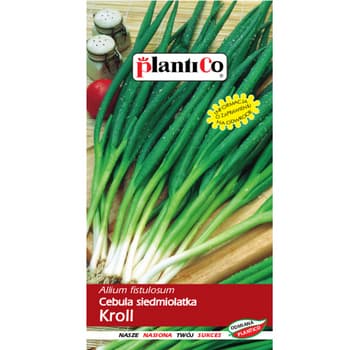 Cebula siedmiolatka wieloletnia PlantiCo Kroll 2