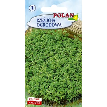 Rzeżucha ogrodowa Polan do uprawy w domu 3