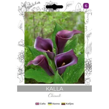 Cebulki Kalla Fioletowe do uprawy w doniczkach i ogrodach 2