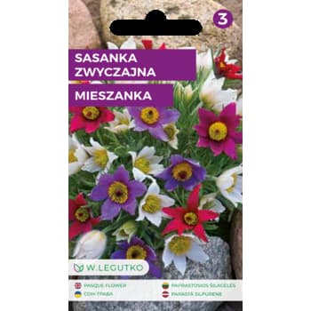 Sasanka zwyczajna roślina wieloletnia ozdobna 15-20 cm 3