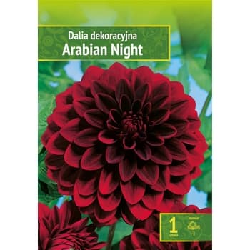 Dalia Arabian Night - kłącza kwiatów do sadzenia 2