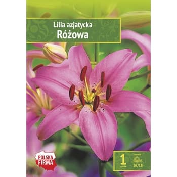 Lilia azjatycka różowa Benex 2