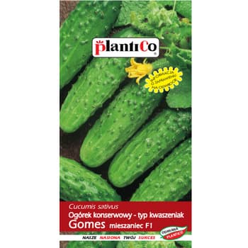 Ogórek Gomes F1 Plantico - nasiona ogórka do kwaszenia i konserwowania 2