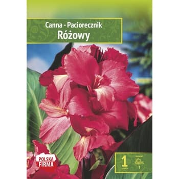 Paciorecznik Różowy - Kwiaty Ogrodowe do Sadzenia 1 sztuka 3