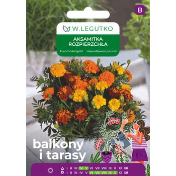 Aksamitka rozpierzchła Bonanza - nasiona kwiatów Legutko 2