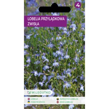 Lobelia przylądkowa zwisła roślina jednoroczna 3