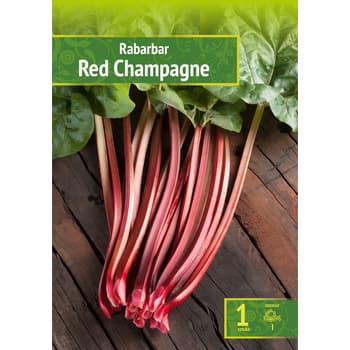 Rabarbar Red Champagne świeże kłącze do uprawy 2