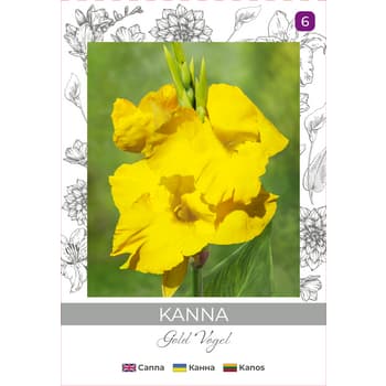 Kanna paciorecznik złoty Vogel roślina wieloletnia 2