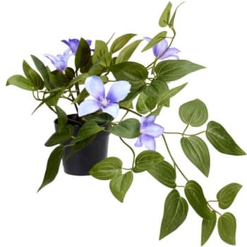 Klemantis w doniczce o wysokości 40 cm 2