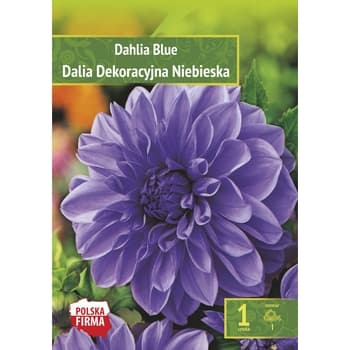 Dalia dekoracyjna w kolorze niebieskim 2