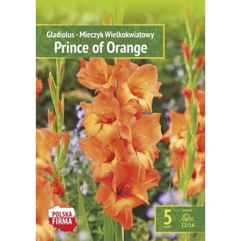 Mieczyk ogrodowy Prince of Orange 2