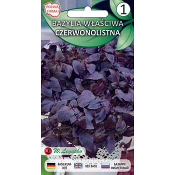 Bazylia właściwa czerwonolistna roślina jednoroczna 2