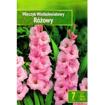 Mieczyk różowy Benex - cebulki kwiatowe 2