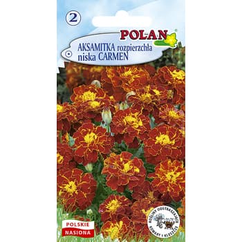 Aksamitka Carmen Polan roślina jednoroczna 20-30 cm 3