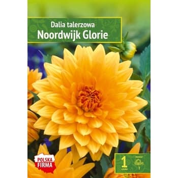 Dalia Talerzowa Noordwijk - kwiaty ogrodowe 2