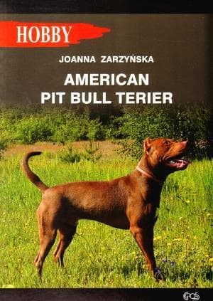 American Pit Bull Terrier - poradnik dla właścicieli
