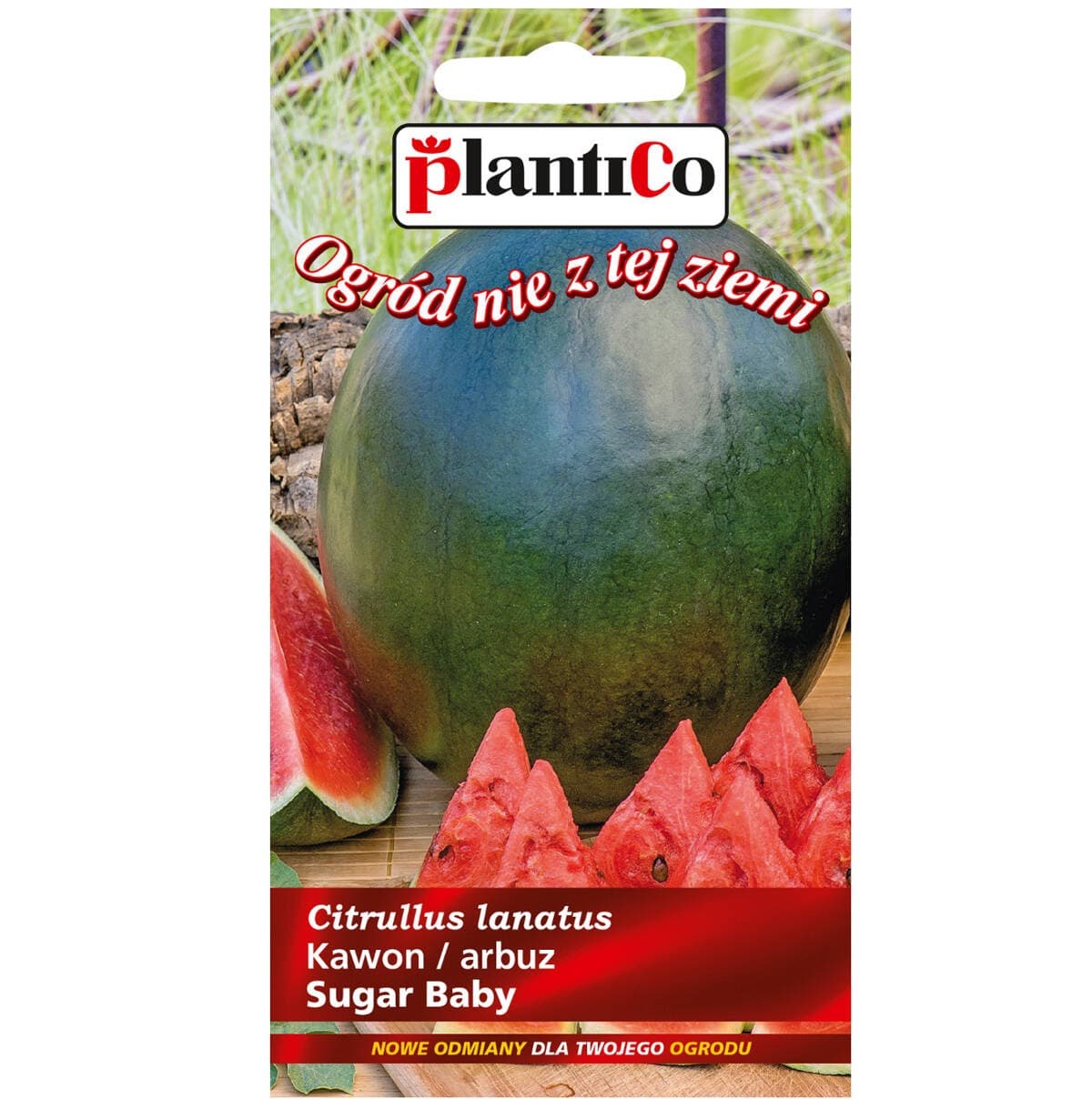 Arbuz Sugar Baby - okrągły, słodki i soczysty miąższ