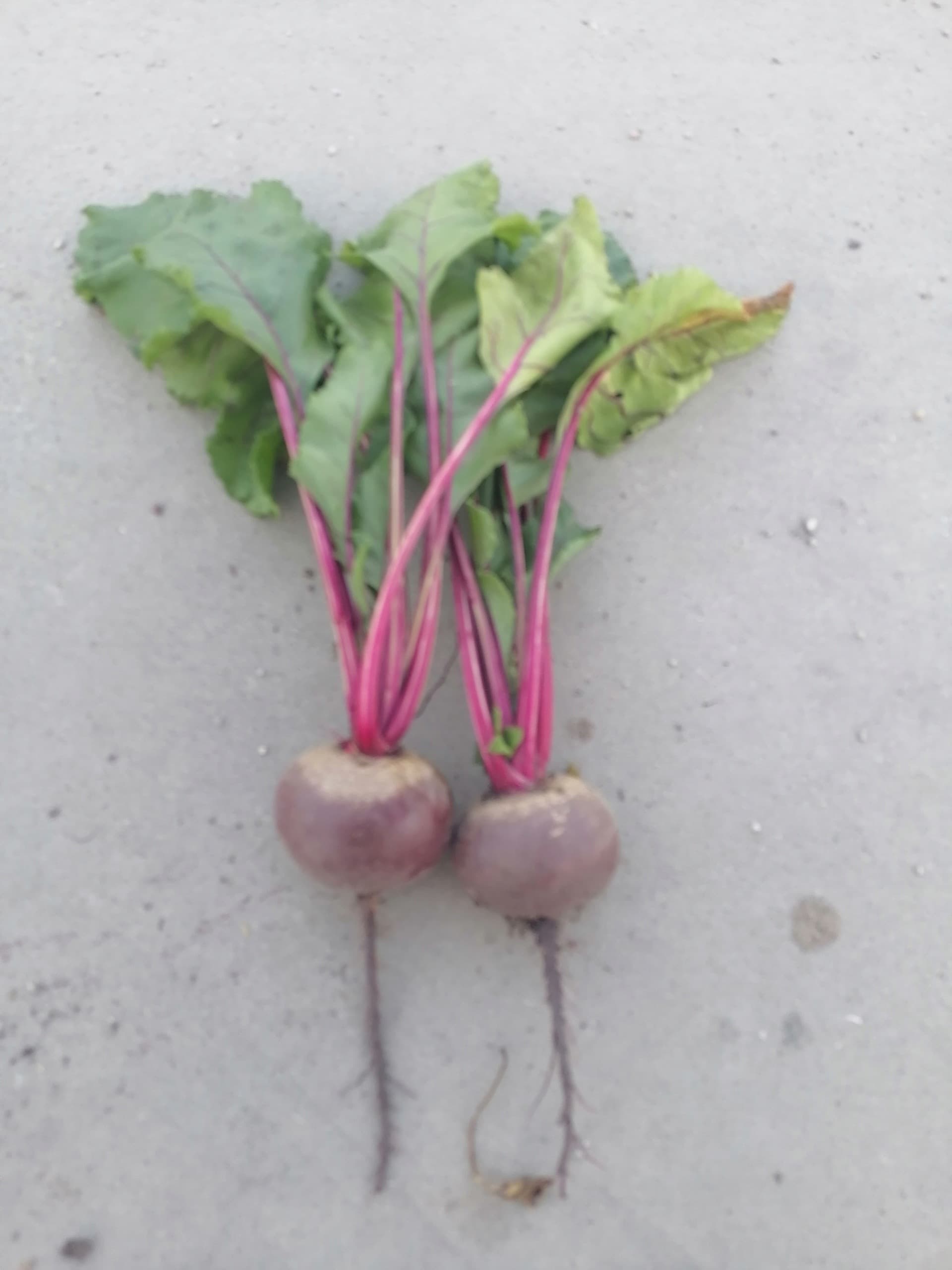 Burak czerwony świeży Polska 10 kg