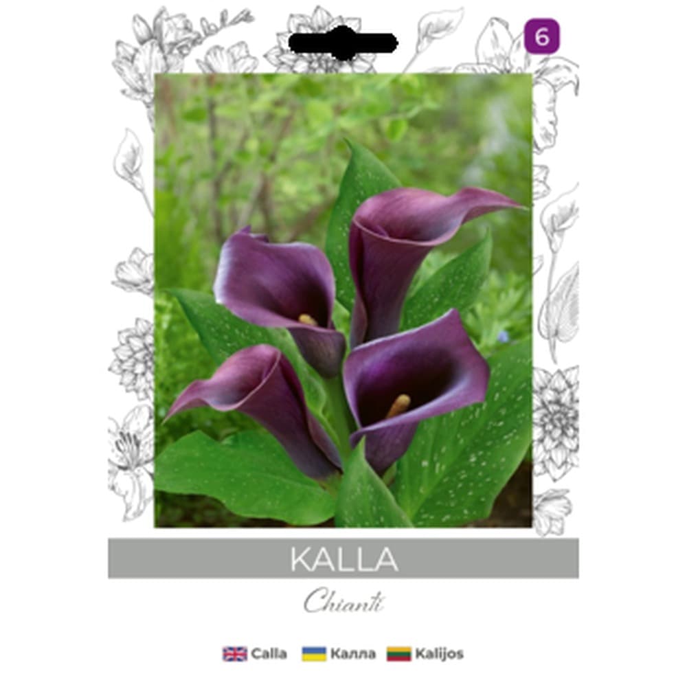 Cebulki Kalla Fioletowe do uprawy w doniczkach i ogrodach