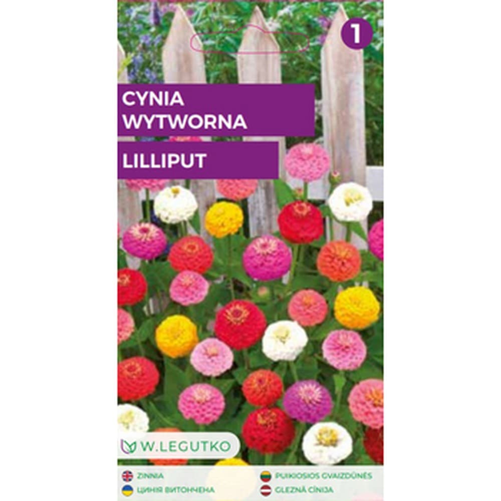 Cynia wytworna daliowa - kwiaty jednoroczne do ogrodu