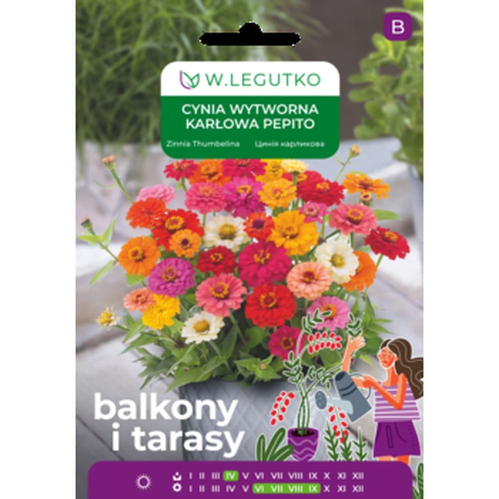 CYNIA WYTWORNA PEPITO LEGUTKO - nasiona kwiatów jednorocznych, wysokość 20-30 cm