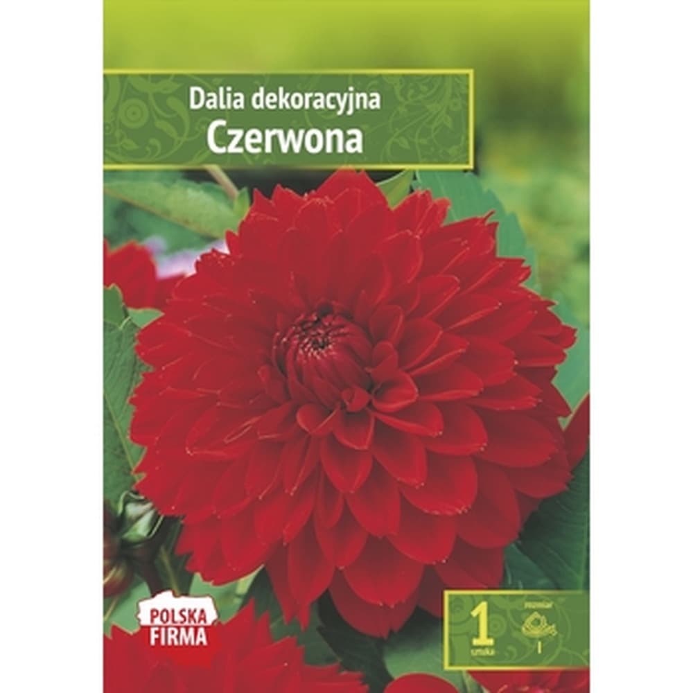 Dalia dekoracyjna czerwona do ogrodu