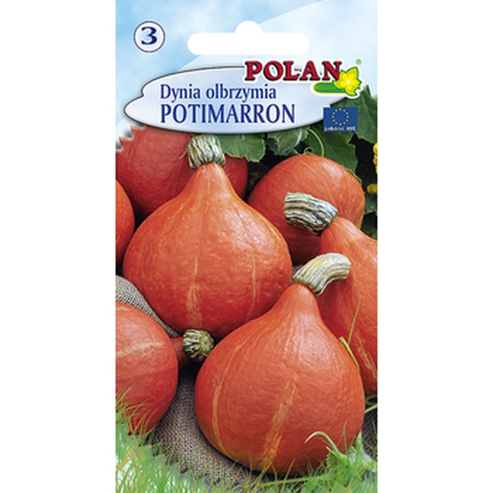 Dynia olbrzymia Potimaron Pola odmiana Hokkaido 1-2 kg