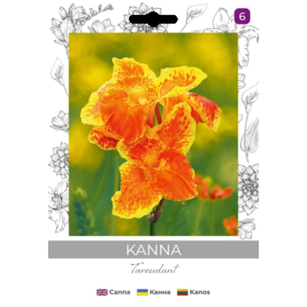 Kanna paciorecznik Taroudant roślina wieloletnia ozdobna