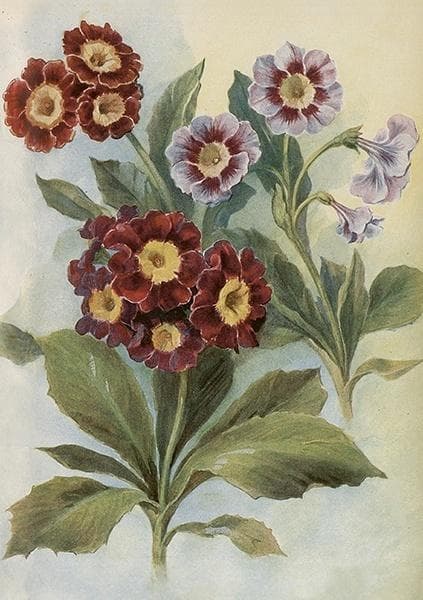 Karnet okolicznościowy B6 z kopertą - Pierwiosnek bezłodygowy