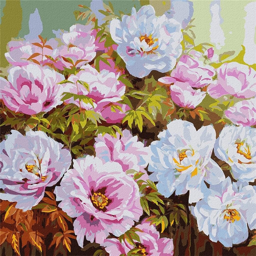 Malowanie po numerach Różnorodność Piwonii 50x50 cm