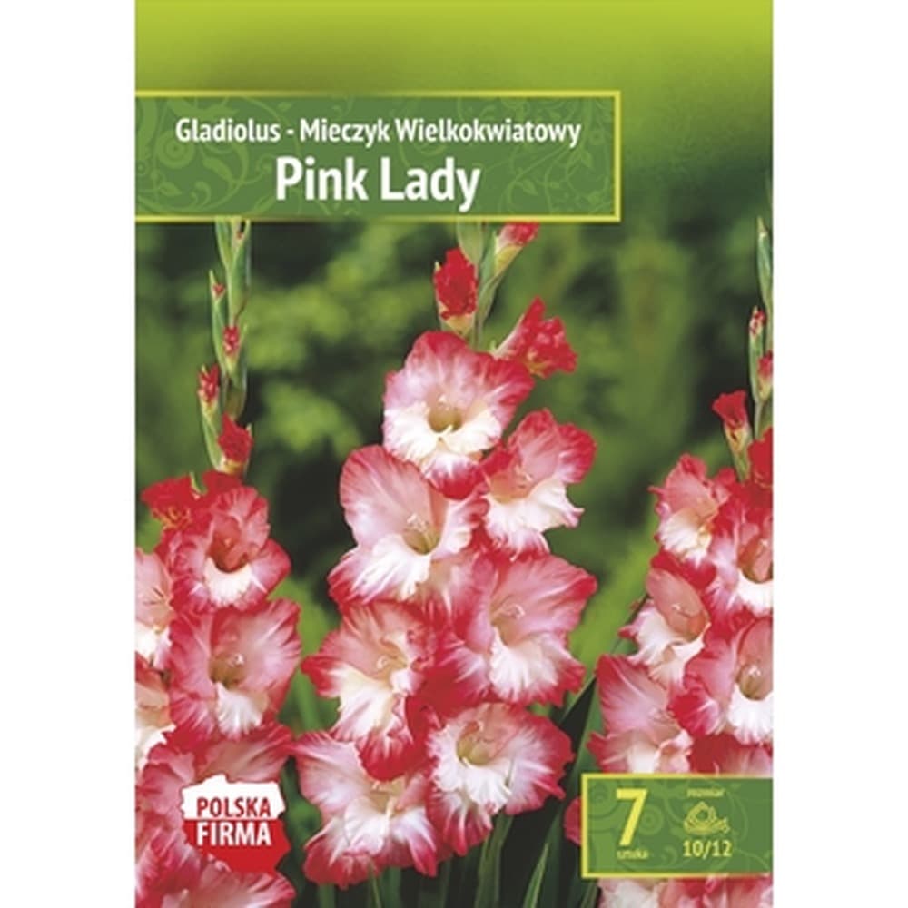 Mieczyk ogrodowy Pink Lady Benex