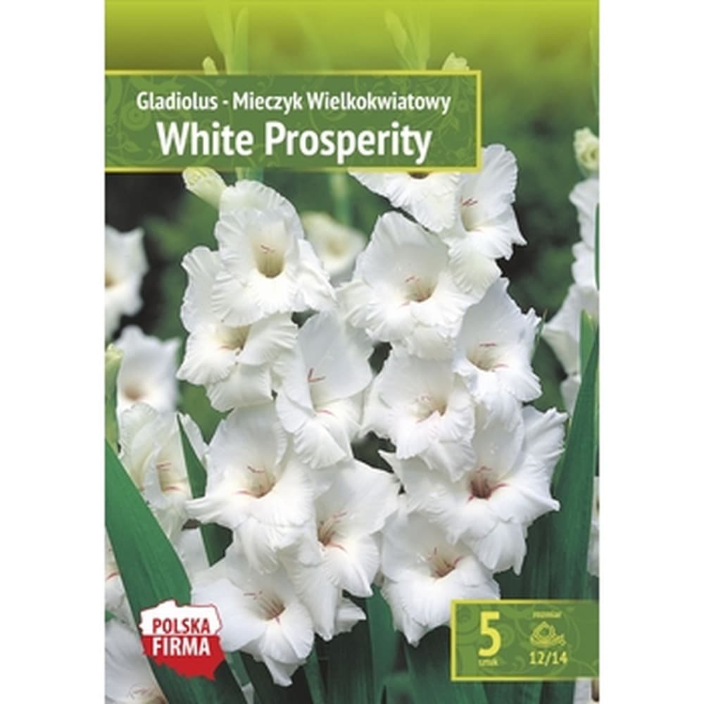 Mieczyk ogrodowy White Prosperity - białe kwiaty
