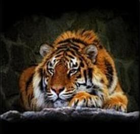 Mozaika diamentowa z motywem tygrysa do dekoracji