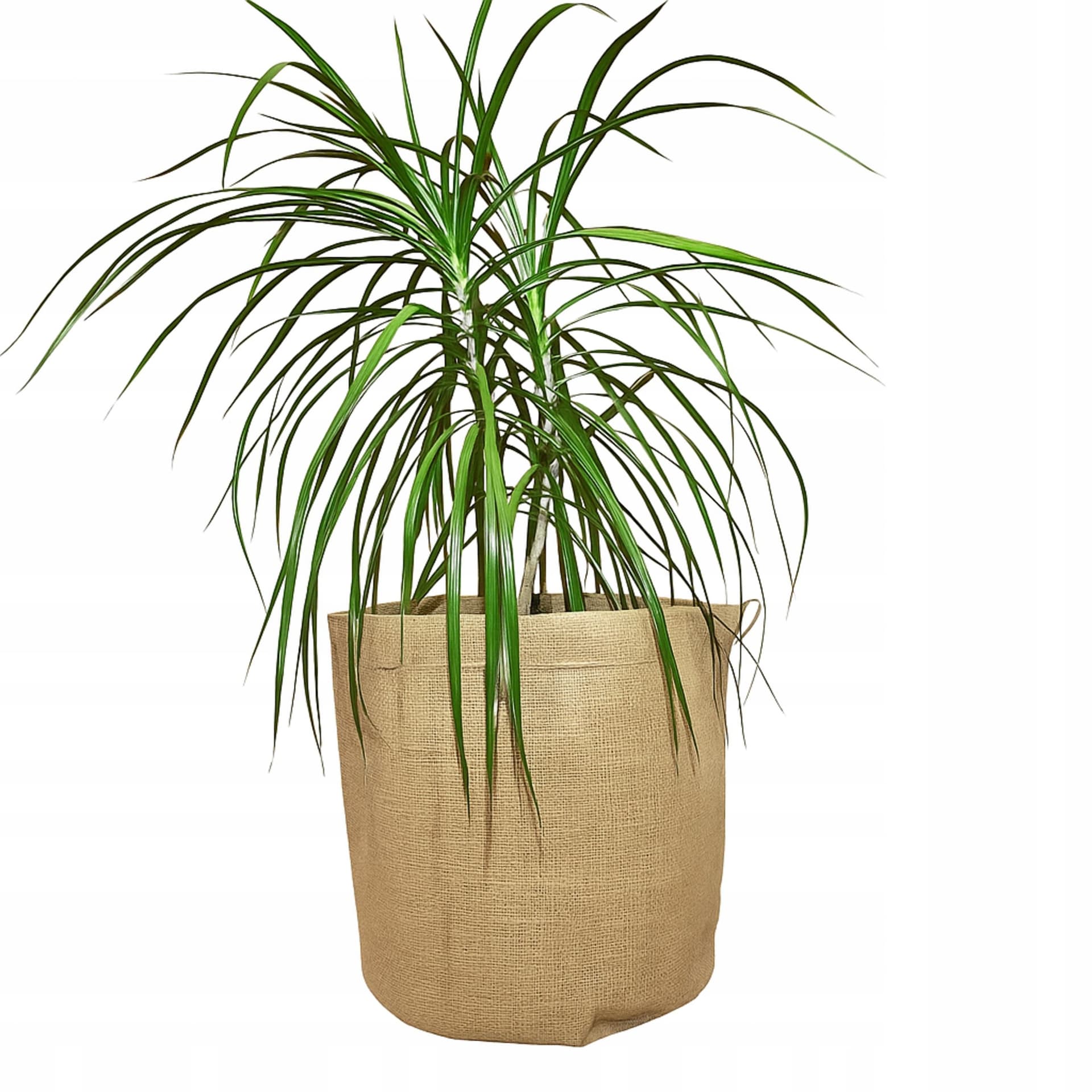 Osłonka dekoracyjna Korona Box 27 x 15 cm zielona