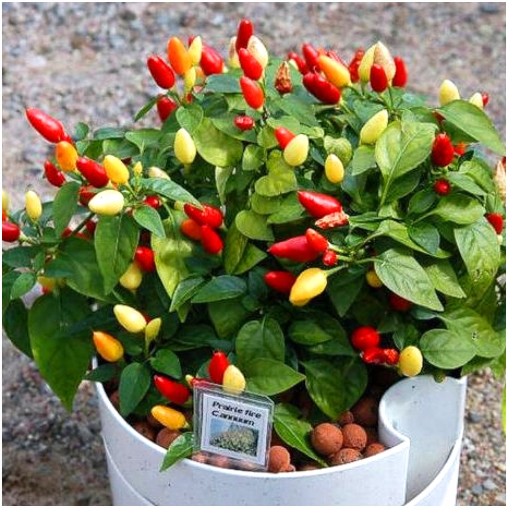 Papryka ostra BIO FIRE MIX 100 g