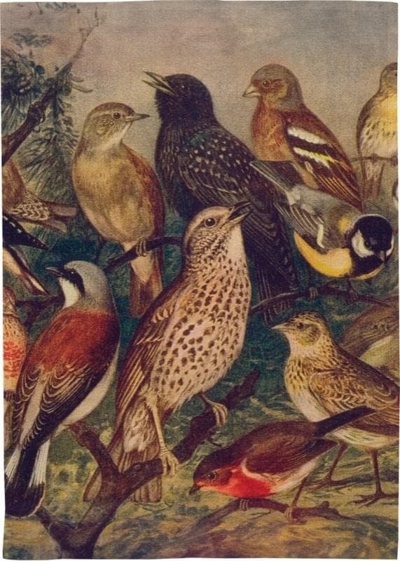 Ręcznik kuchenny bawełniany - Ptaki 50 x 70 cm