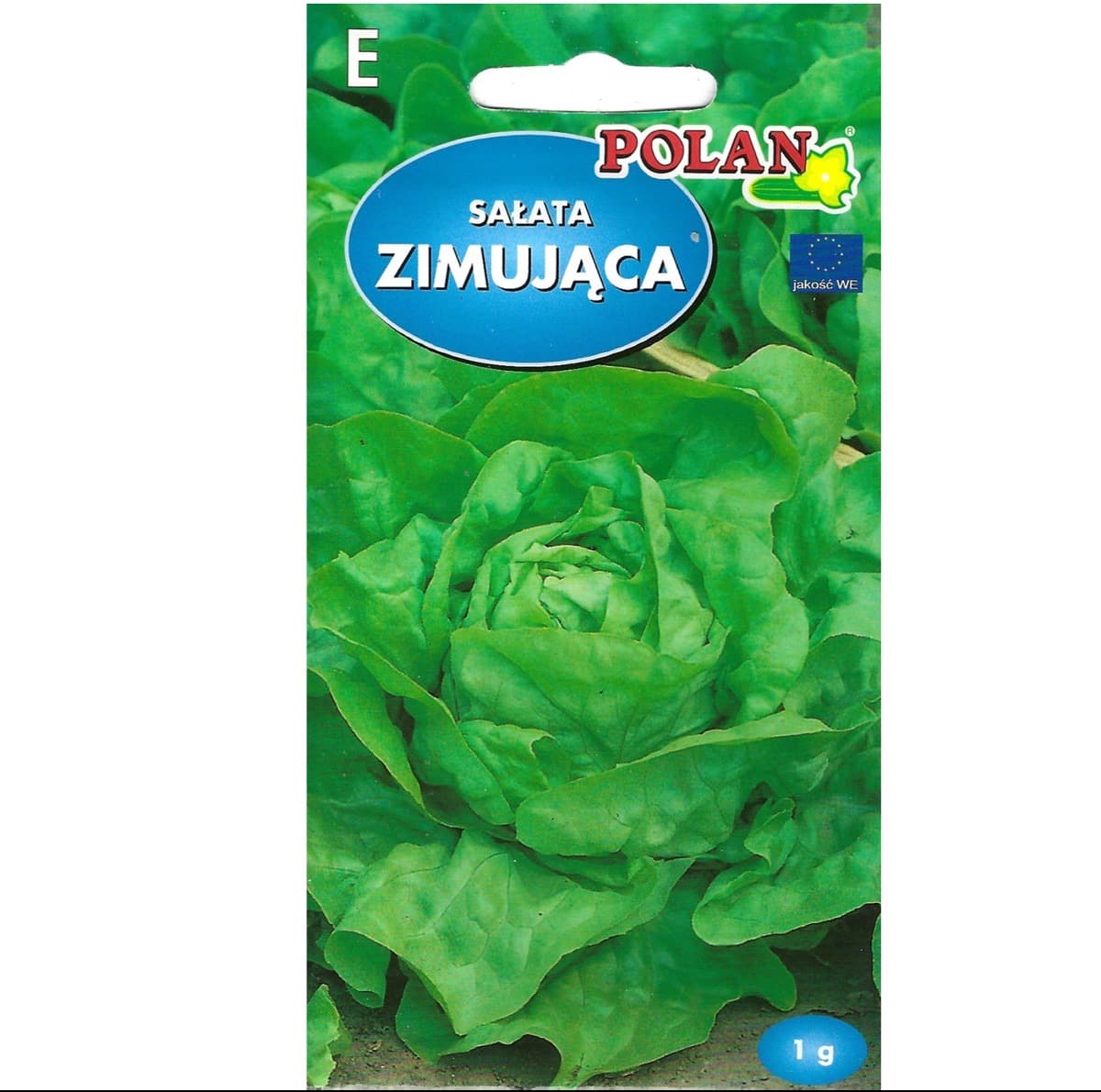 Sałata masłowa zimująca PlantiCo do uprawy zimowej