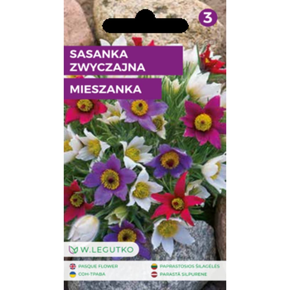 Sasanka zwyczajna roślina wieloletnia ozdobna 15-20 cm