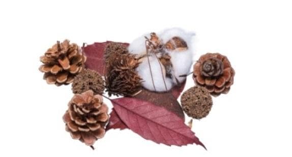 Susz dekoracyjny naturalny 30-40g