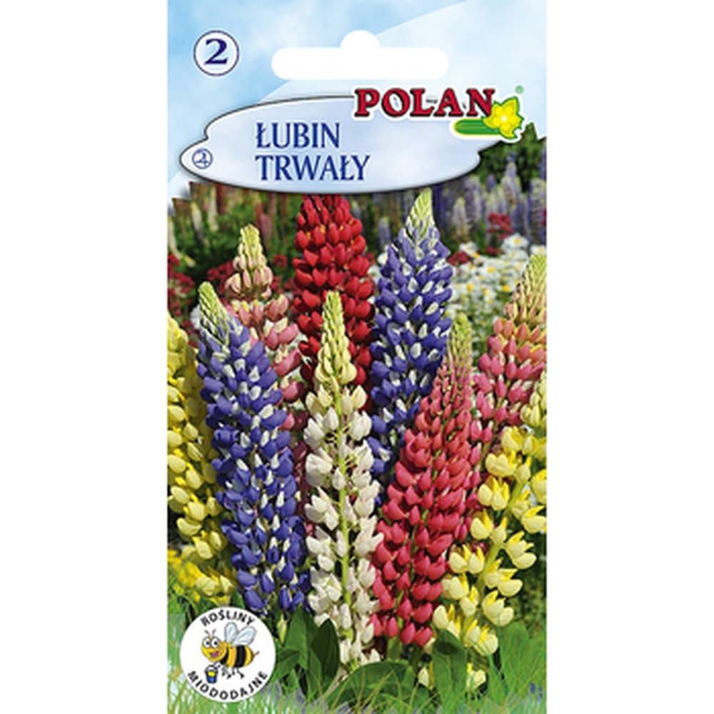 Łubin trwały Polan - mieszanka wielobarwnych kwiatów do ogrodu